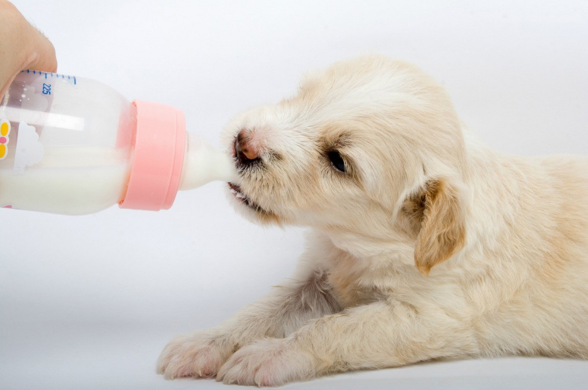 شیر خوردن توله سگ